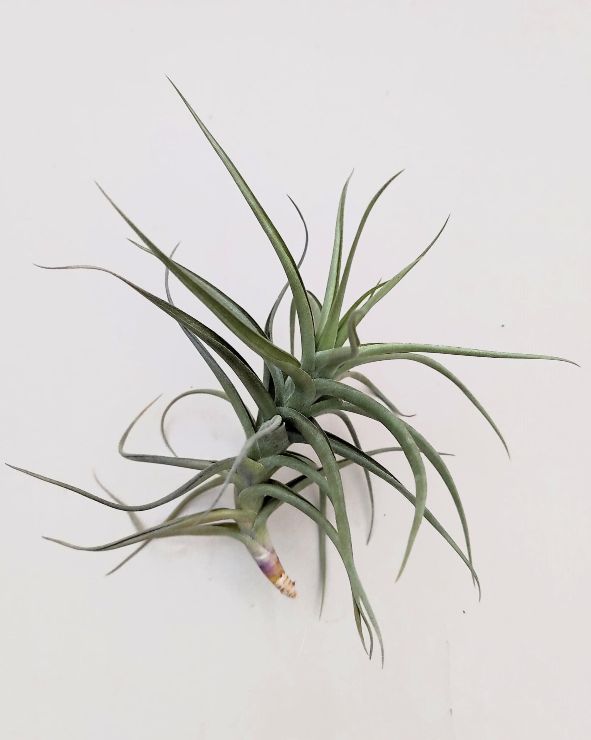 Tillandsia bergeri; planta del aire resistente y de fácil cuidado; Curiosarium; altura 12-15 cm, diámetro 15 cm_0