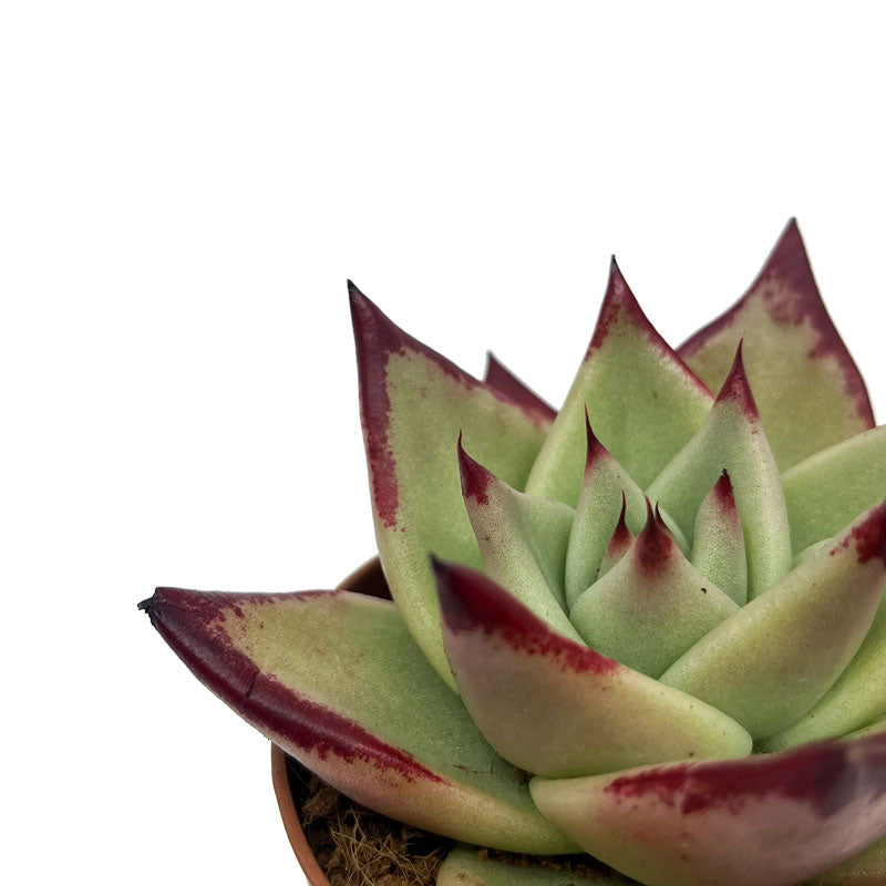 Echeveria Agavoides Ebony Cactus Y Suculentas M8,5 cm Ø_2