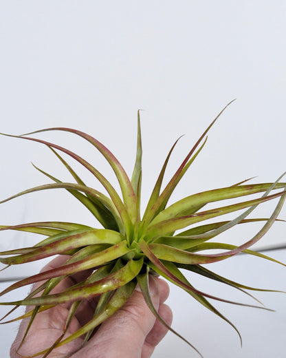 Tillandsia brachycaulos var. brachycaulos; planta del aire, verde/rojo; Curiosarium; altura 10-15 cm, diámetro 10-20 cm_1