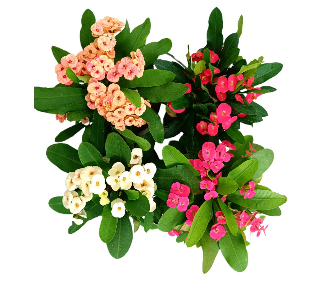 Euphorbia Millii M17 40cm (espina De Cristo) Color Rojo_2