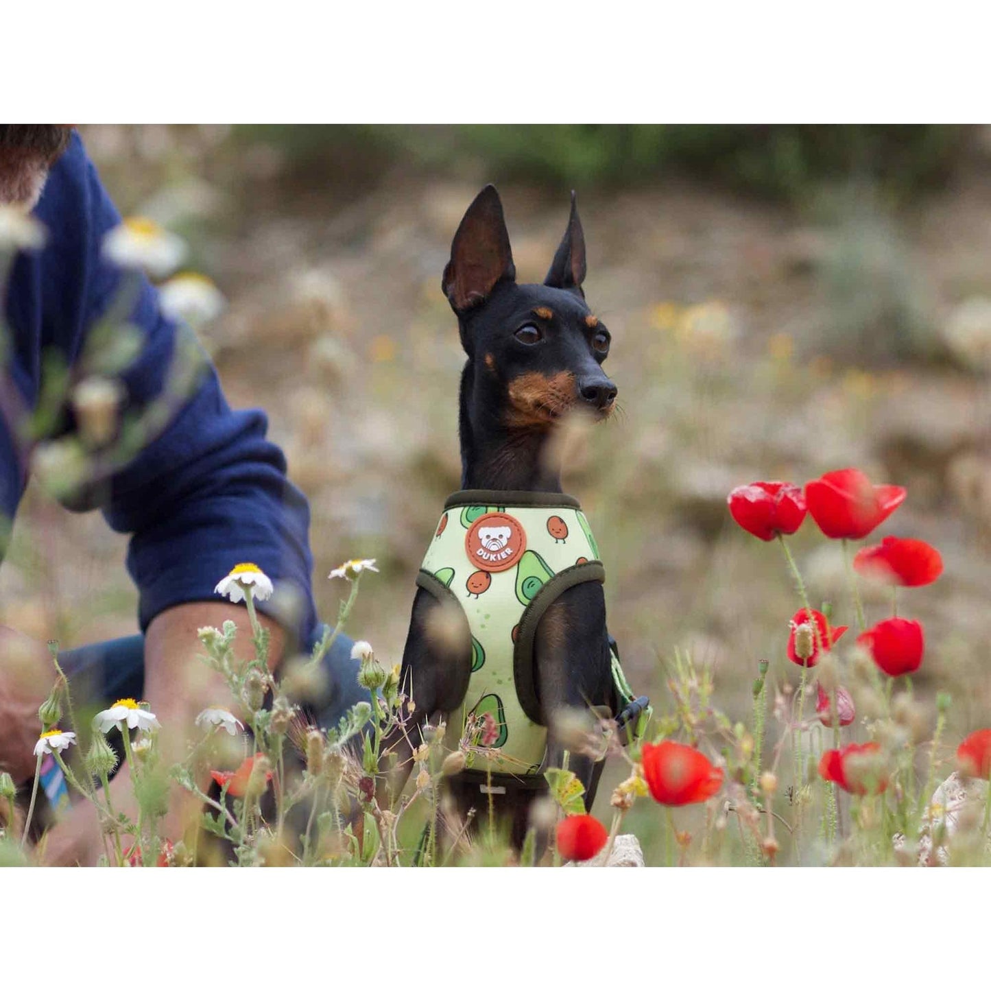 Arnés reversible para perro AVOCADO Dukier S