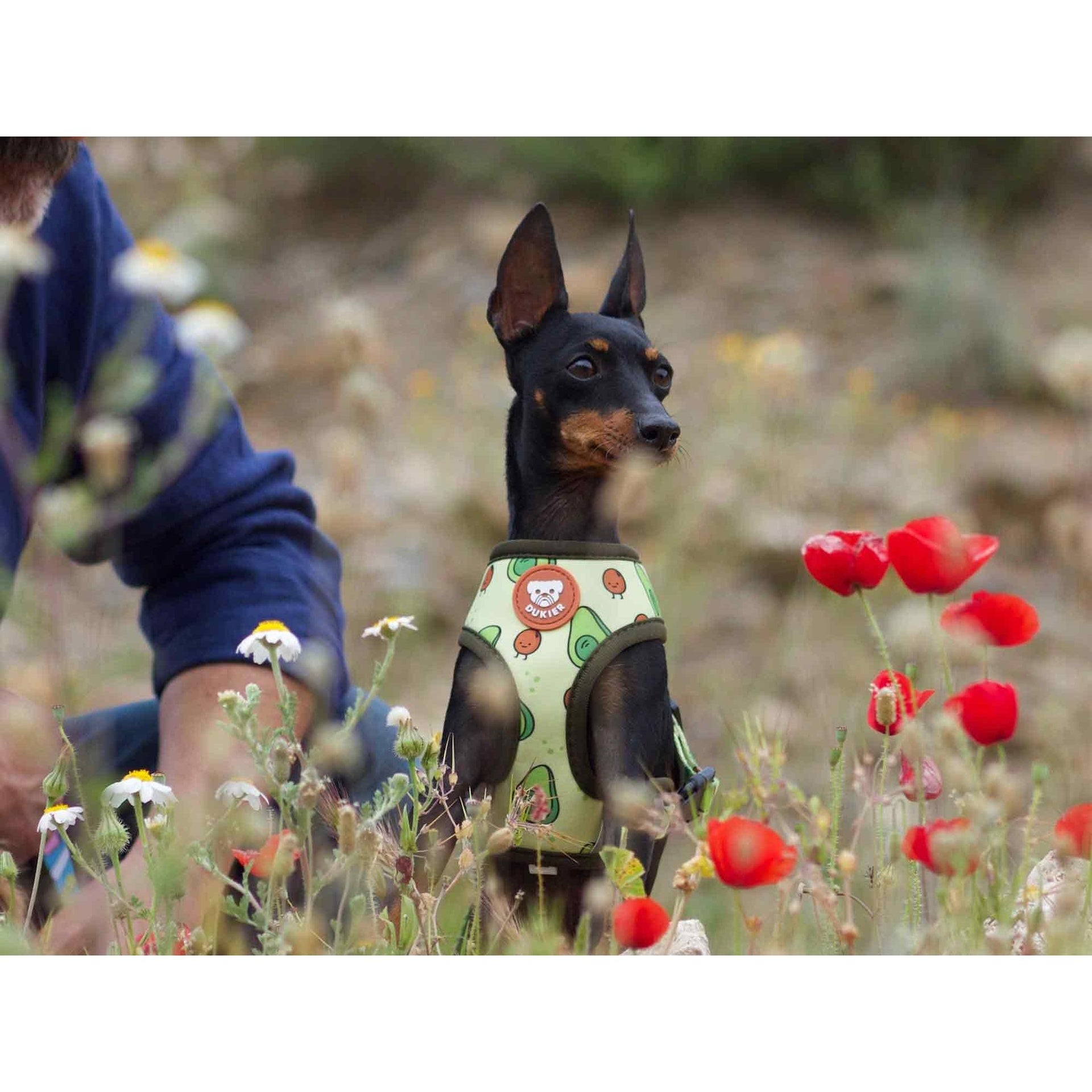Arnés reversible para perro AVOCADO Dukier S