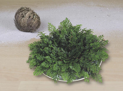 Rose Of Jericho_1