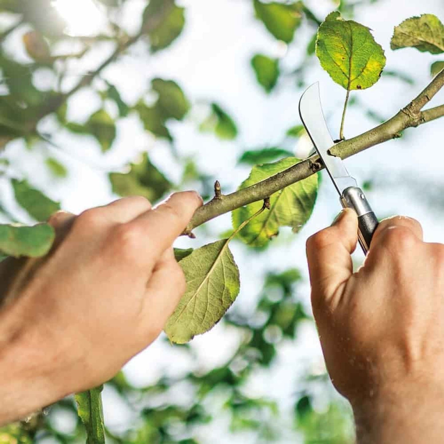 Cuchillo De Jardinería Plegable, Navaja De Injertar Profesional_2