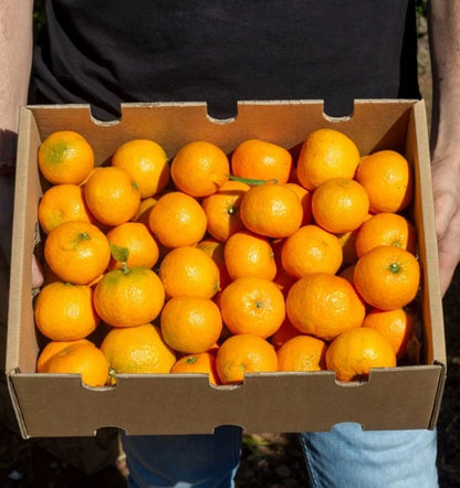 Caja de 4kg de Mandarinas Del Campo Tropitop_2