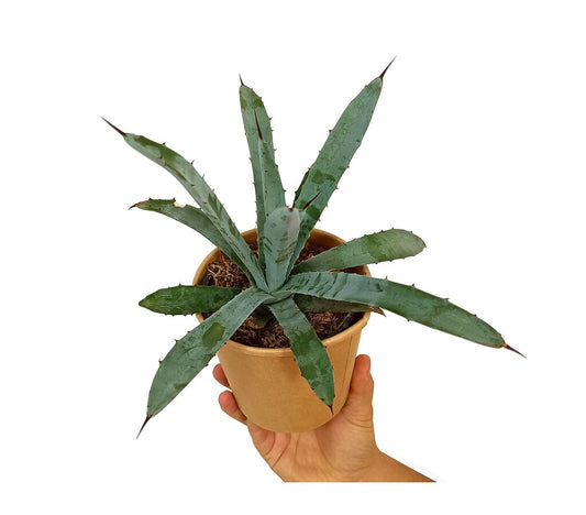 Agave Hyb Little Penguins M11_0
