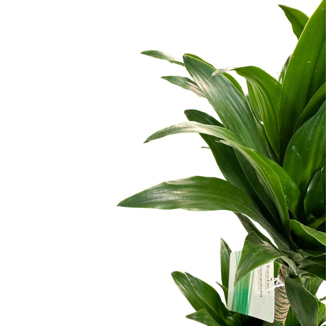 Dracena Compacta - La Planta Perfecta Para Espacios Con Poca Luz Y Bajo Mantenimiento Maceta 16cm 2 Troncos 30/15_1
