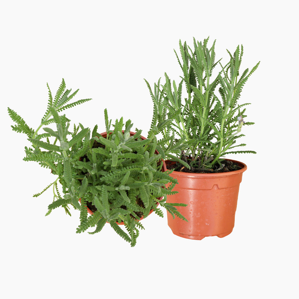 Maceta Lavanda De Hoja Dentada 10,5 Cm - Plantabo_0