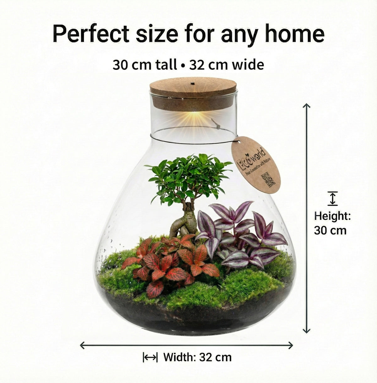 Mini Terrario Diy - Con Luz Led - Ecosistema Autosuficiente_5