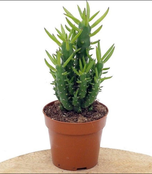 Cactus Alfiler De Eva, Maceta De 17 Cm._0