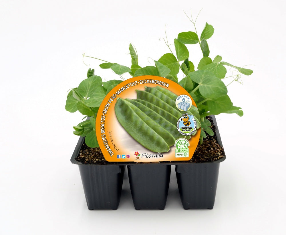 Pack Plantones Guisante Tirabeque 6 Ud. Natural - Fitoralia_0