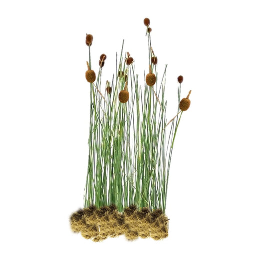 Espadaña Enana - Typha Minima - 15 Plantas_0