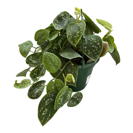 Philodendron Scindapsus Variedad De Philodendron Con Hojas Plateadas (scindapsus Pictus)_0