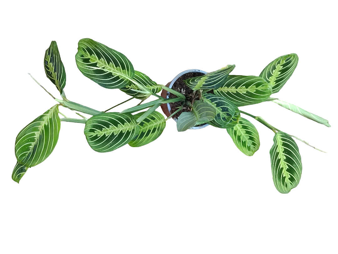 Oferta Maranta Lemon Ø12 Cm 40 Planta De Interior_0