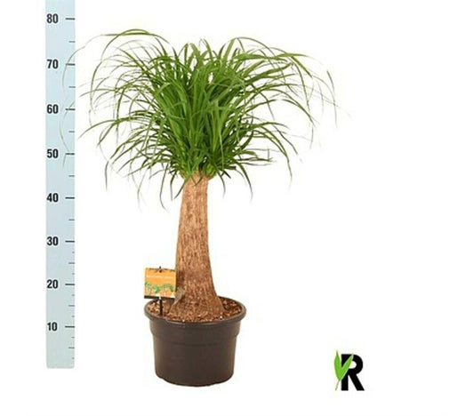 Beaucarnea Nolina Recurvata M23 60cm (pata De Elefante)_0