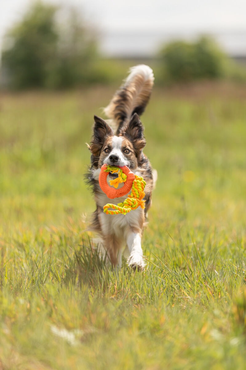 Cuerda de Juego con Anillo ø12 cm, 41 cm