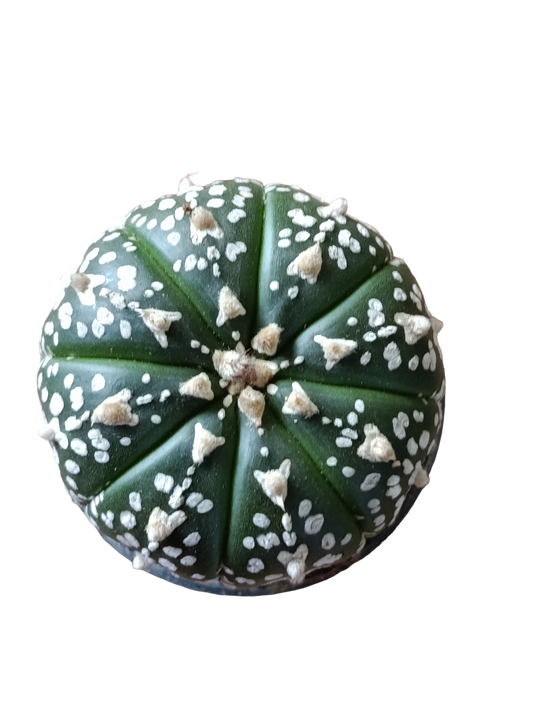Astrophytum Asterias Surtido Planta Erizo De Mar Ø6_0