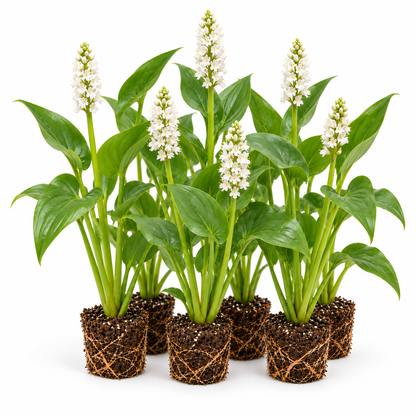 Pontederia Blanca - Pontederia Cordata - 12 Plantas_0