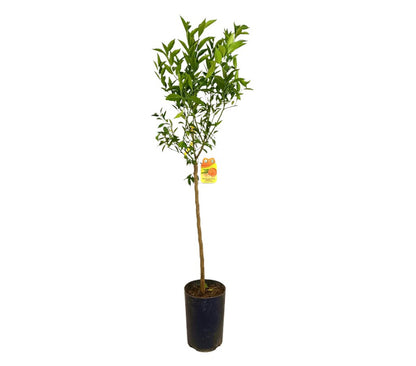 Mandarino Avana Tb20 100-130cm_0