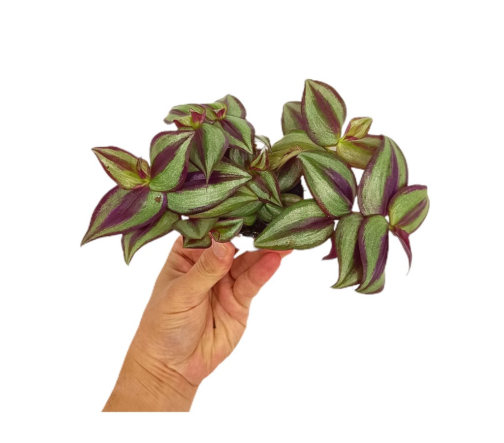 Tradescantia Zebrina M6_0