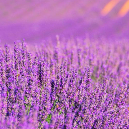 Lámpara Catalítica Mosaico Bicolor + Aroma Lavender Expression 200ml - Elimina Malos Olores, Impurezas Y Perfuma_3