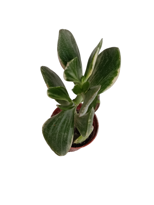 Crassula Ovata Variegata Planta Suculenta Ø5_0