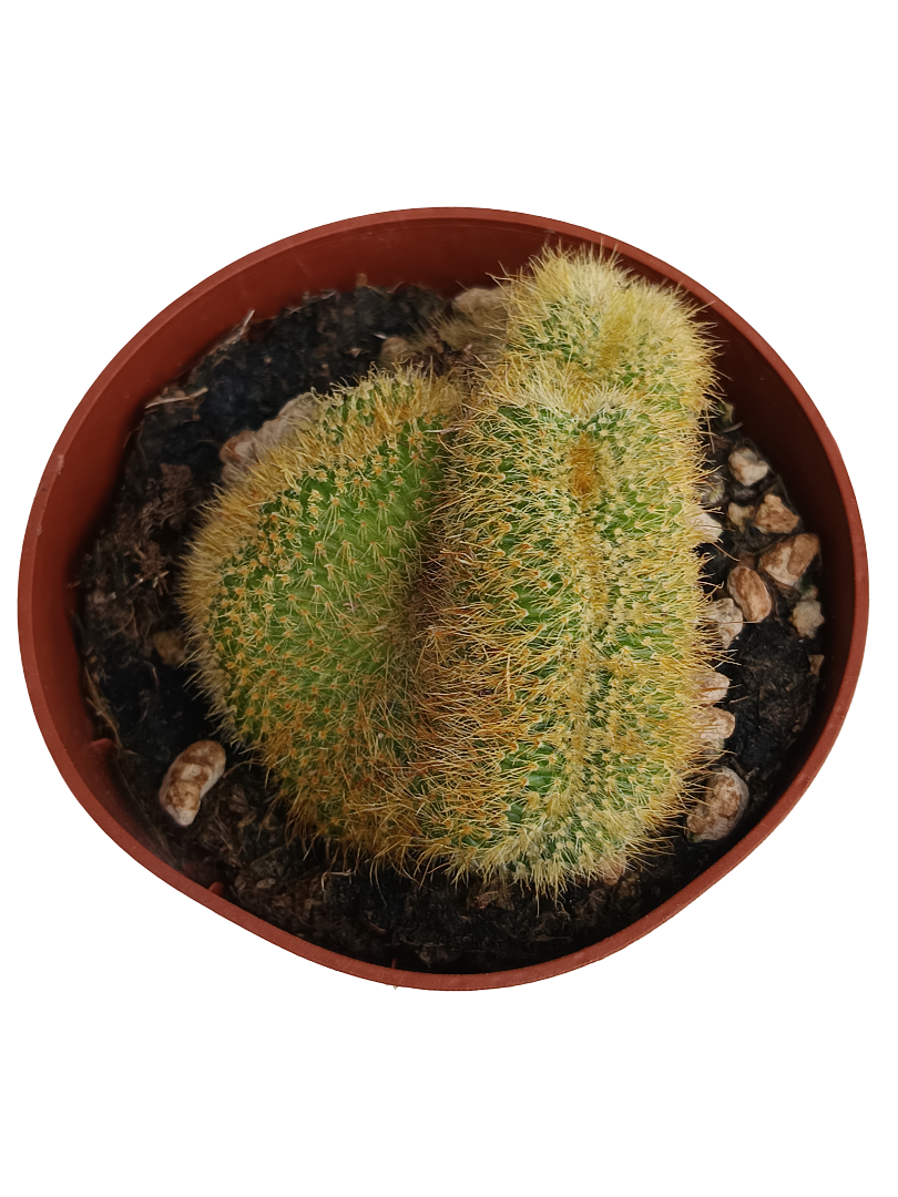 Hildewintera Aurespina Crestada Cactus Crestado Ø8_0
