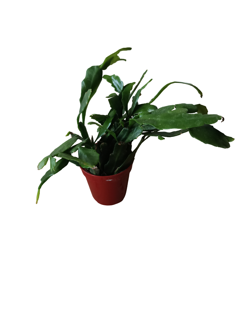 Rhipsalis Crispata Planta Suculenta Colgante Ø6_0