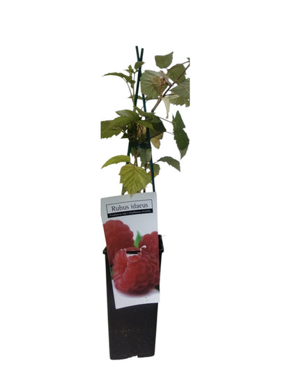 Frutal Frambueso negro Maceta_0