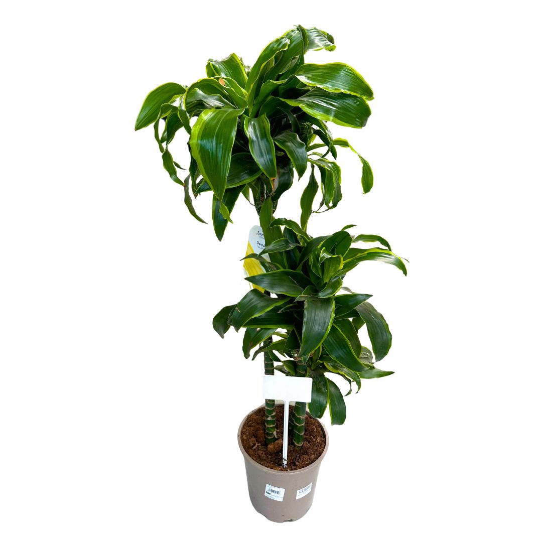 Dracena Dorada Planta De Interior (dracaena Fragrans 'massangeana') Maceta 17cm 2 Troncos 60/30_0