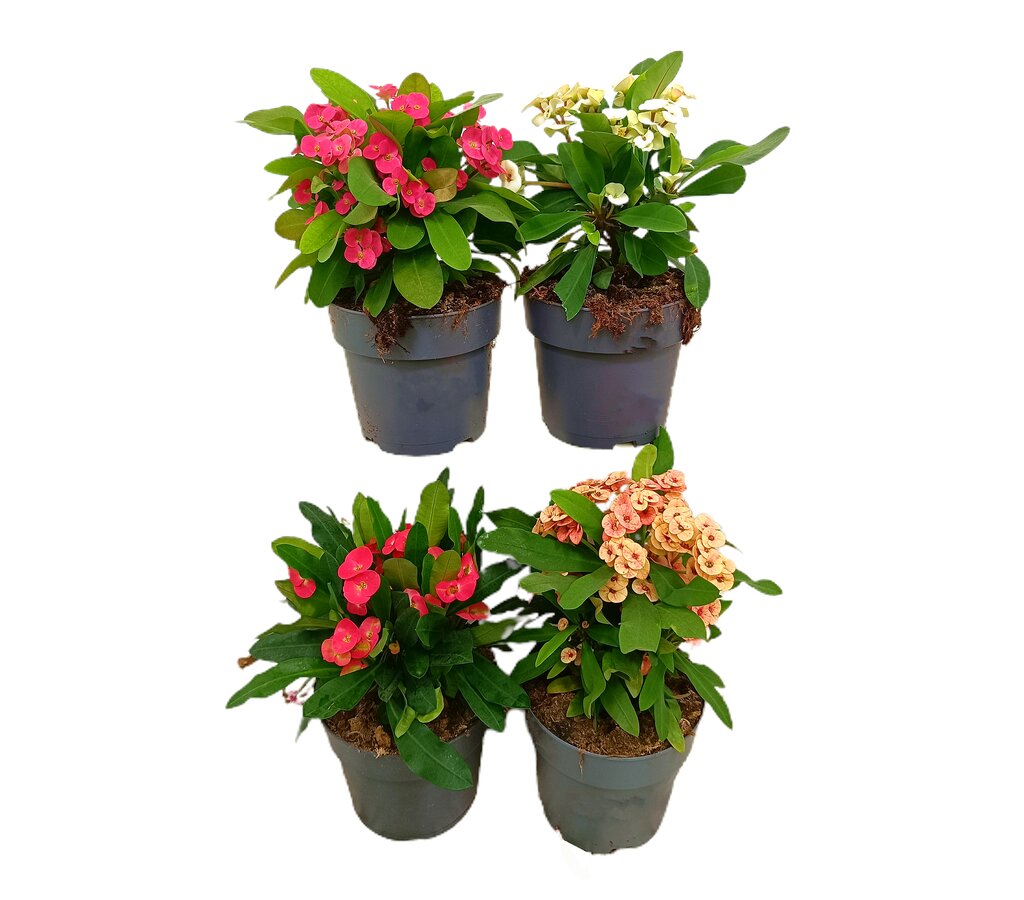 Euphorbia Millii M17 40cm (espina De Cristo) Color Rojo_1