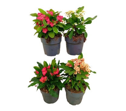 Euphorbia Millii M17 40cm (espina De Cristo) Color Rojo_1