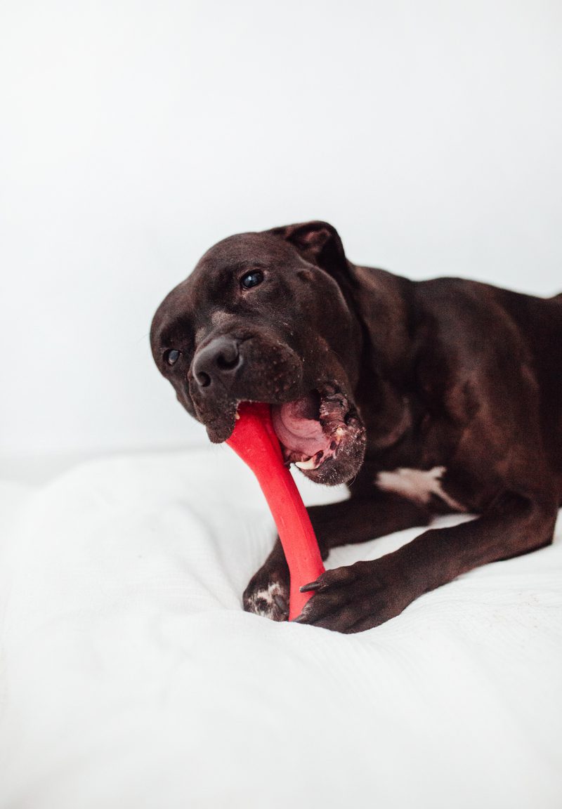 Bimordiscos Juguete Flexible Para Perros · Hueso Para Perros. L_2