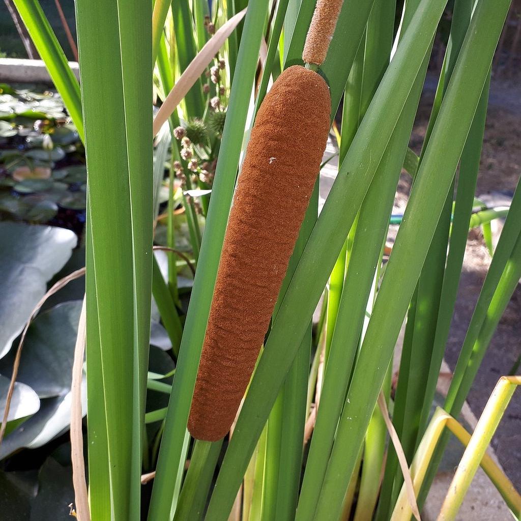 Typha Latifolia Acuática_0