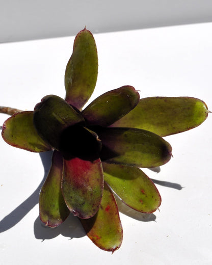 Neoregelia 'Mephisto'; bromelia verde y púrpura, adecuada para terrarios; Curiosarium; altura 12 cm, diámetro 8 cm_3