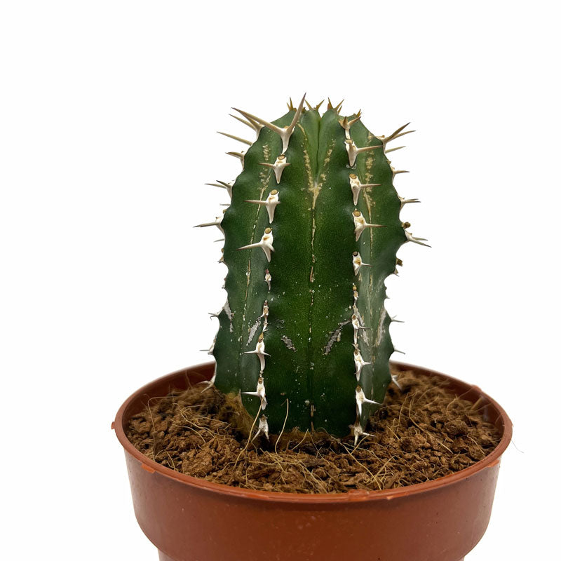 Euphorbia Echinus Cactus Y Suculentas M8,5 cm Ø_0
