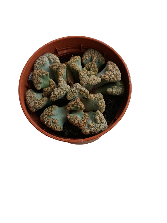 Titanopsis Calcarea Planta Suculenta Ø5 Cm_0