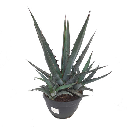 Agave Lophanta T20 40cm_0