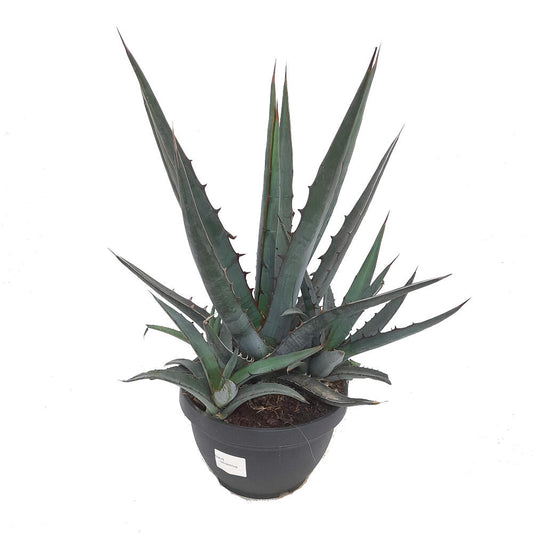 Agave Lophanta T20 40cm_0