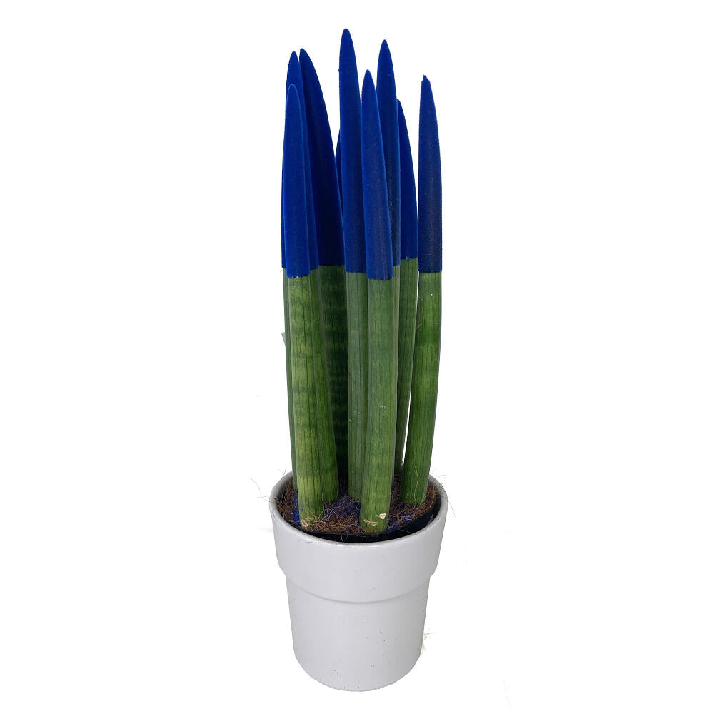 Sansevieria Cilindrica Pintada M12 30cm_4