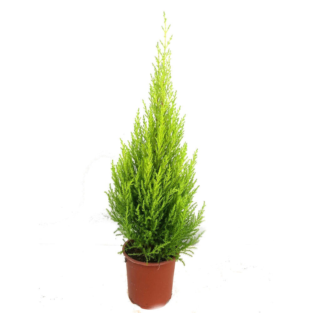 Cupresus Gold Crest Wilma M14 45 Cm (pino Limon)_0