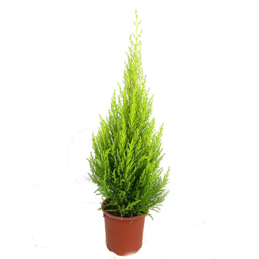 Cupresus Gold Crest Wilma M14 45 Cm (pino Limon)_0