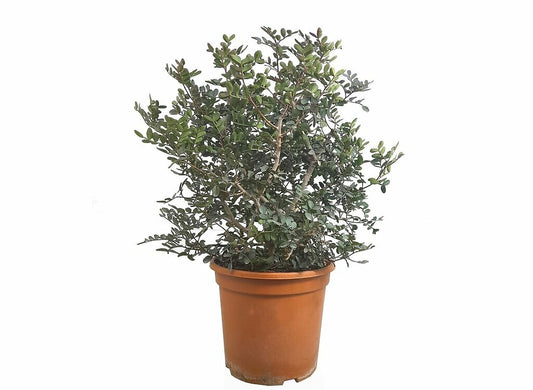 Pistacia Lentiscus M24 (entina O Mata Charneca)_0