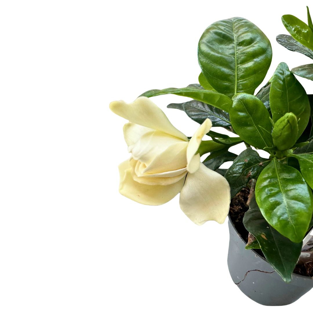Gardenia Jarminoides, La Planta Con Perfume De Jazmín Más Impresionante M14_1
