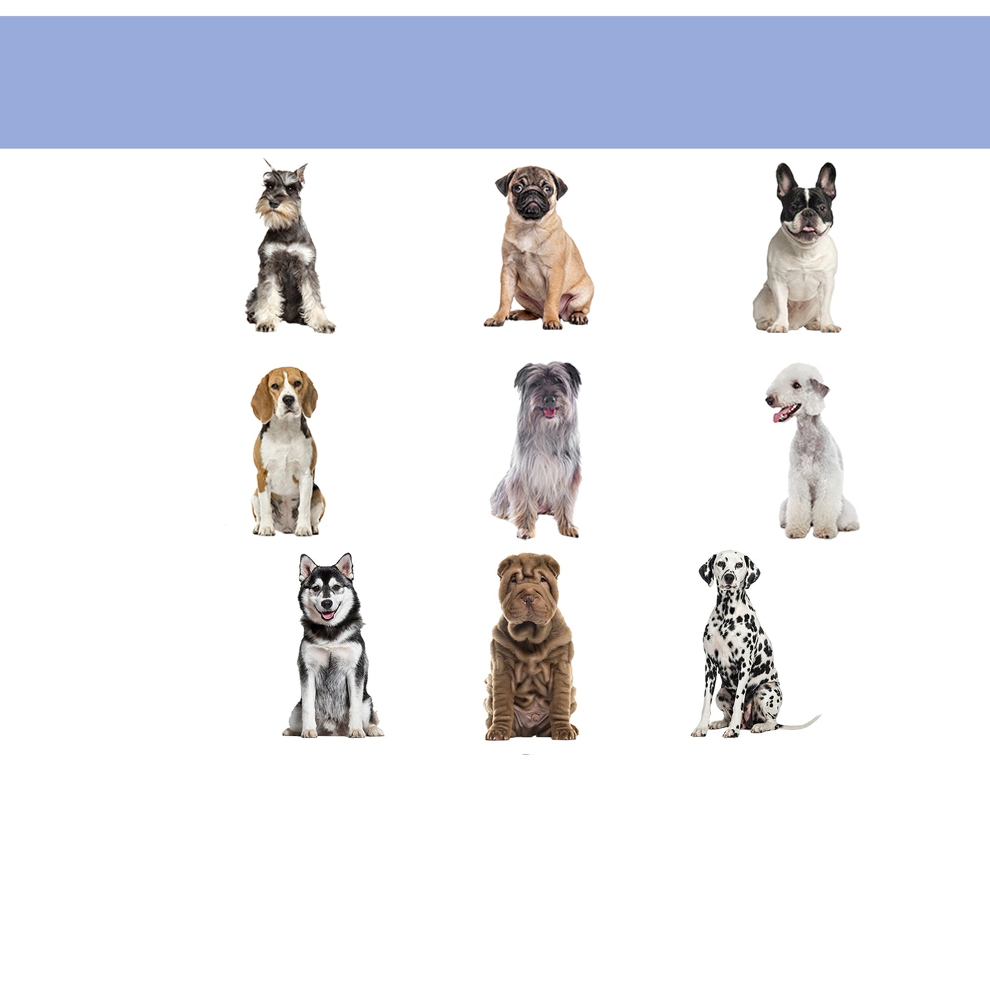 Pawhut Cama Elevada Para Perros Interior Y Exterior 91,5x76,2x18 Cm Azul_3