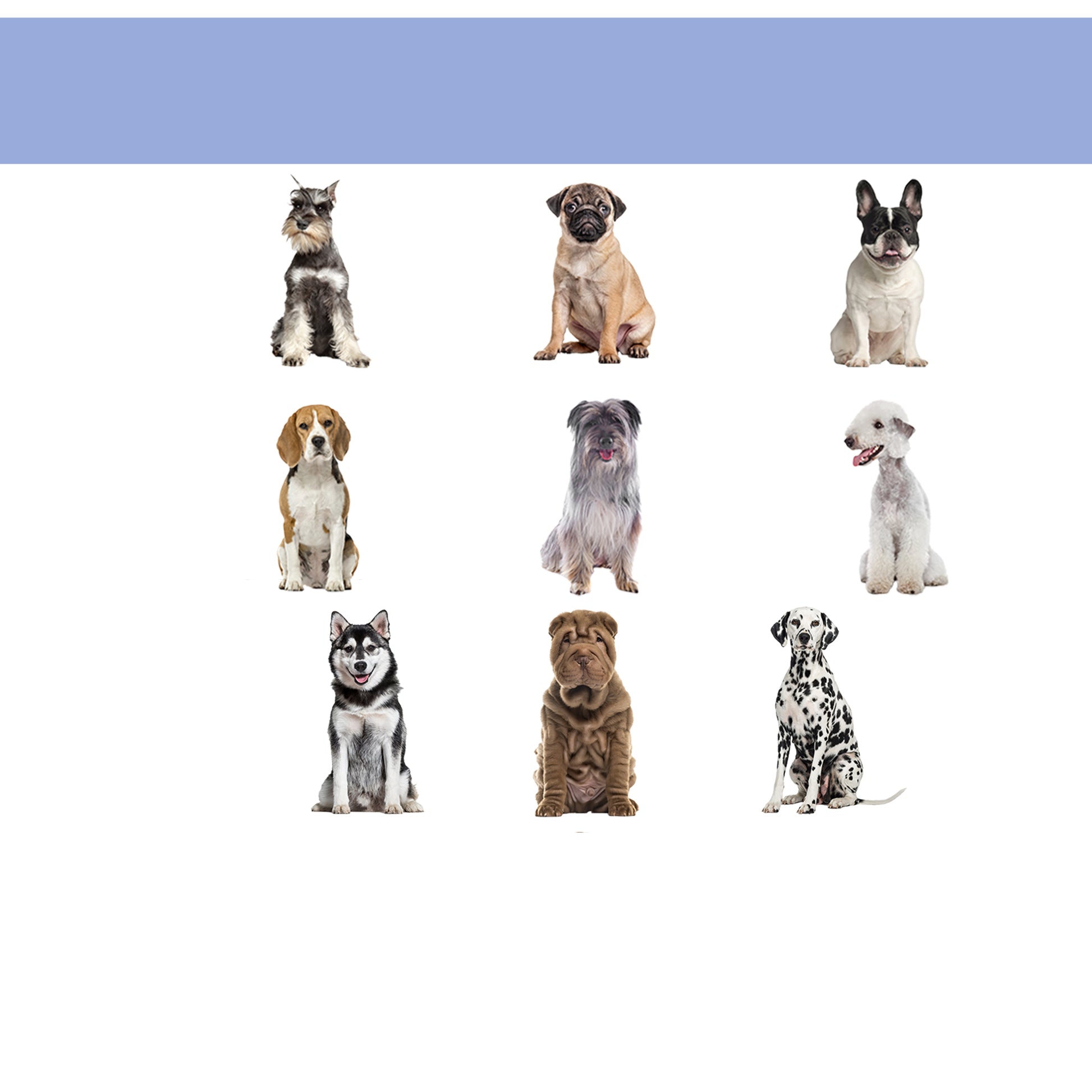 Pawhut Cama Elevada Para Perros Interior Y Exterior 91,5x76,2x18 Cm Azul_3