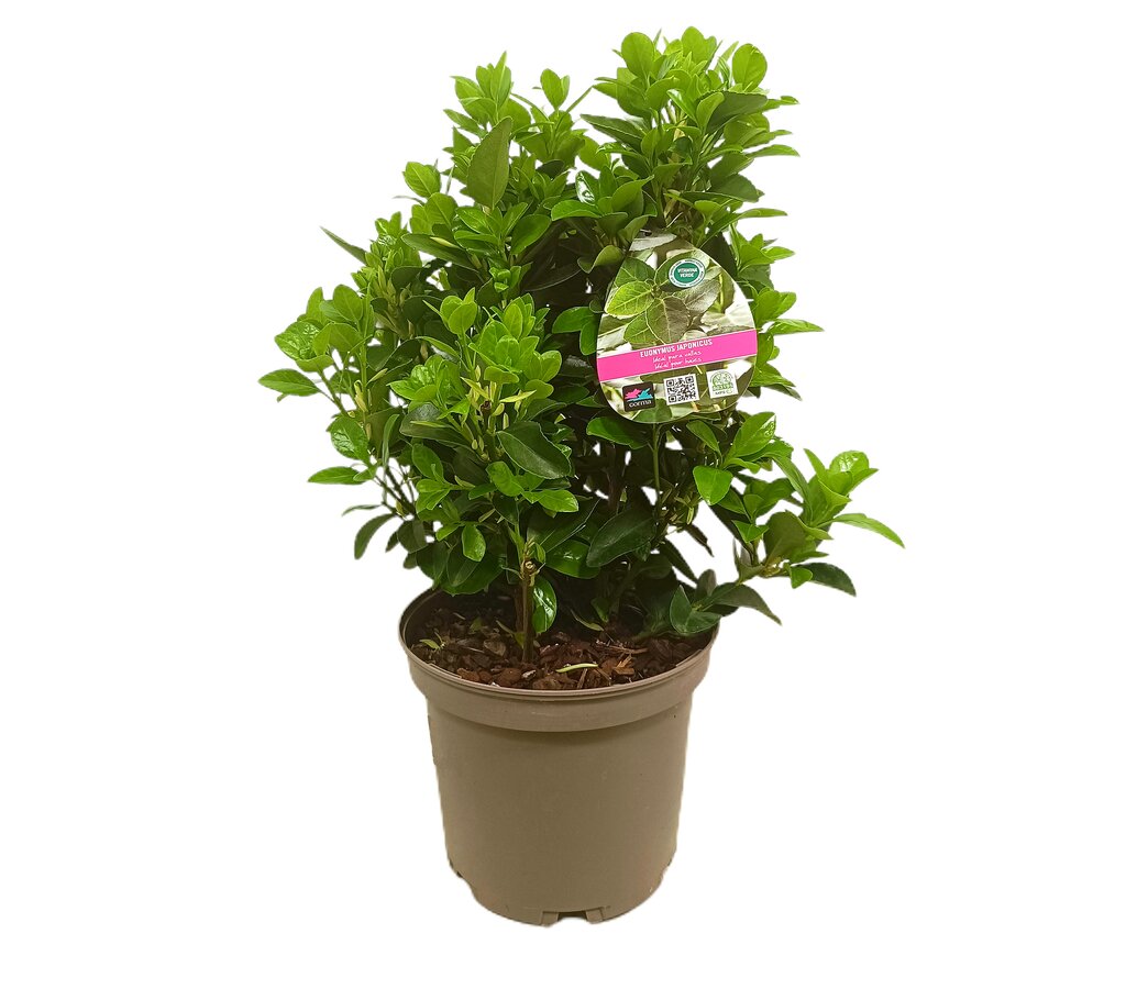 Euonymus Japónica M22 50-60cm_1