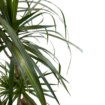 Dracena Marginata Planta De Interior (dracaena Marginata) Maceta 17cm 2 Troncos 45/15_1