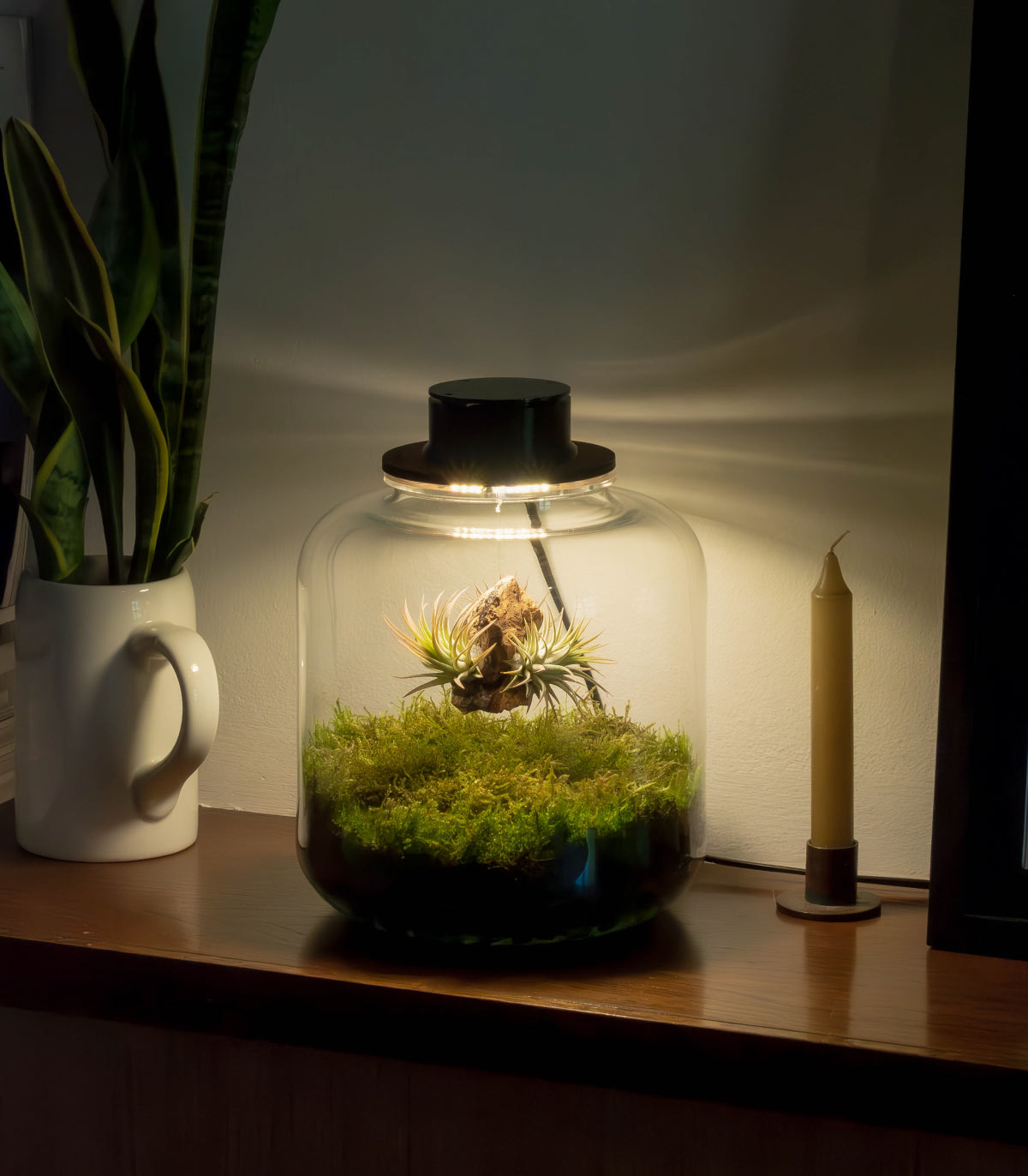 Terrario Con Tillandias | Jardín Eterno Lumi 19 x 20 cm_5