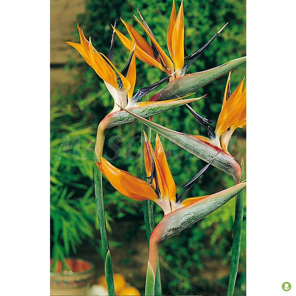 Semillas Strelitzia Regina Ave Paraiso_0